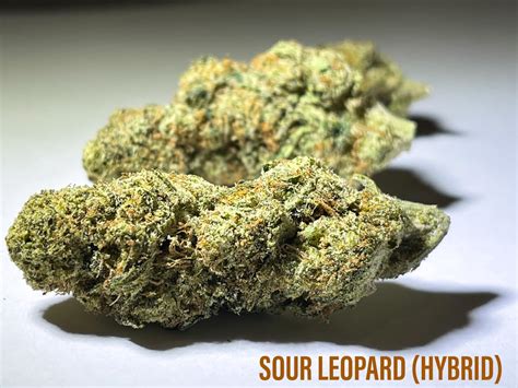 Snow Leopard is a slightly indica dominant hybrid (55 indica45 sativa) strain created through a cross of the delicious Tigermelon X Snow Lotus strains. . Sour leopard strain